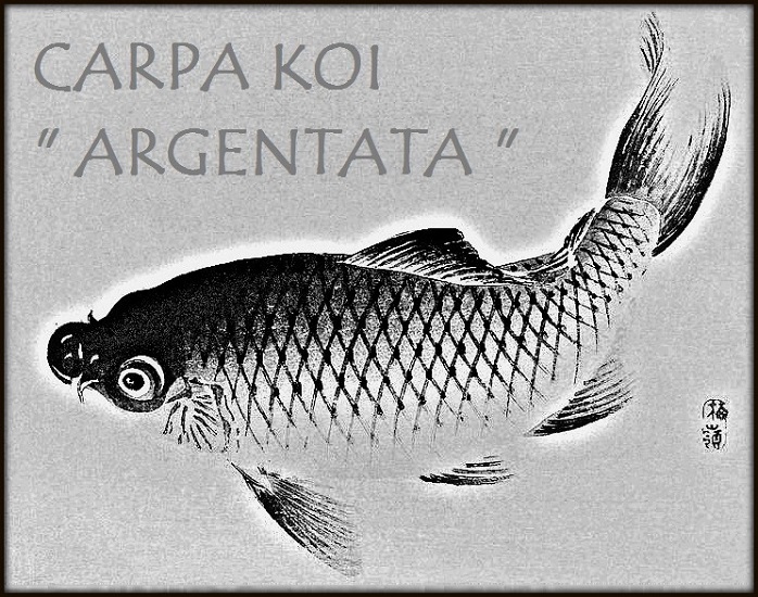 Carpa Argentata