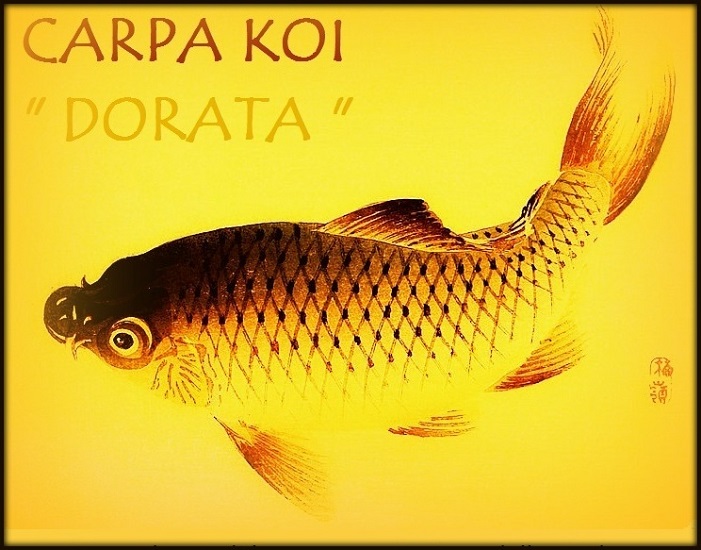 Carpa Dorata