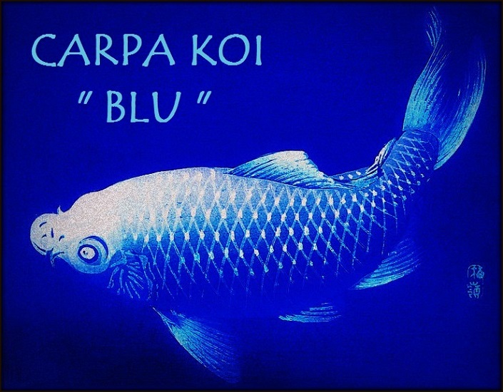 Carpa Blu