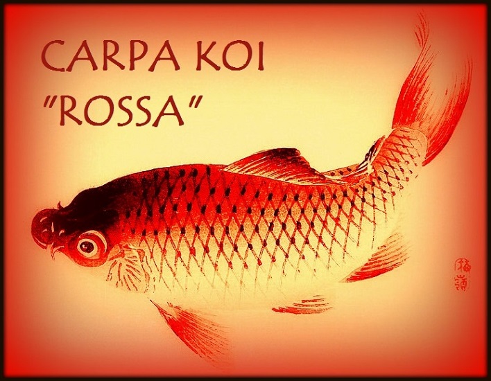 Carpa Rossa