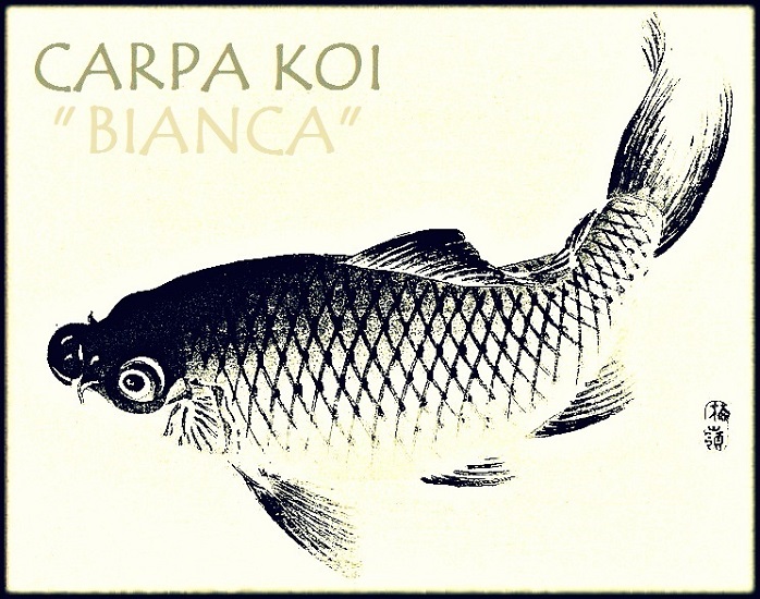 La Carpa Koi Bianca