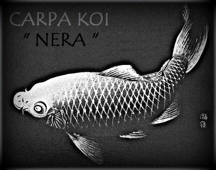 Carpa Nera